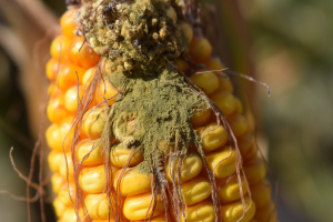 Aflatoxinele sau „cocktailul” de micotoxine din boabele de porumb