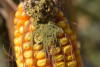 Aflatoxinele sau „cocktailul” de micotoxine din boabele de porumb