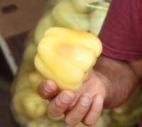 Securitatea alimentară a Europei, sub presiunea fraudelor și a atacurilor cibernetice