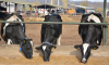 Mineralele și oligoelementele, o necesitate pentru animale și păsări