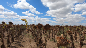 Bani pentru agricultură, poate la următoarele rectificări bugetare