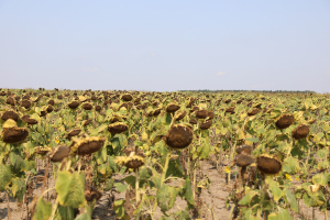 Agricultura românească între criză și redresare