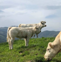 Condiții imposibil de îndeplinit pentru crescătorii de animale, impuse de ANZ