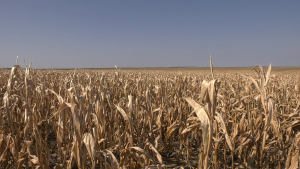 Agricultura intră în criză, fără acțiuni urgente din partea Guvernului