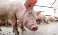 Pesta porcină se extinde în judeţul Dolj. Peste 250 de porci, omorâți într-o singură zi
