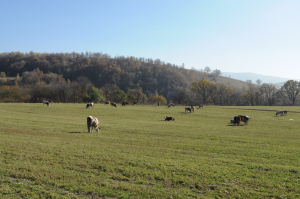 APIA plătește ajutorul de stat în sectorul creșterii animalelor