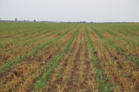 Fermierii din cultura vegetală și cerințele PNS pentru anul agricol 2022-2023