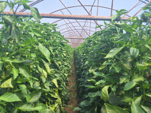 Controlul eficient al dăunătorilor, esențial pentru stabilitatea producției de legume