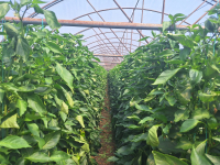 Controlul eficient al dăunătorilor, esențial pentru stabilitatea producției de legume