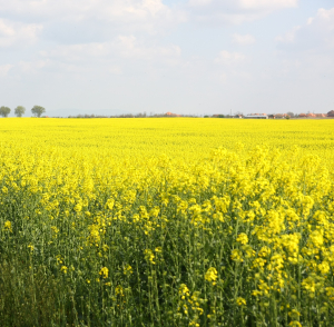 Rapița, valoare agronomică și beneficii asupra sănătății