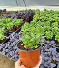 Ajutor de minimis pentru cultivatorii de plante aromatice, aprobat