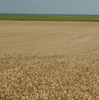 Îmbunătățirea calității și valorii nutriționale a culturilor agricole cu produse biologice inovatoare