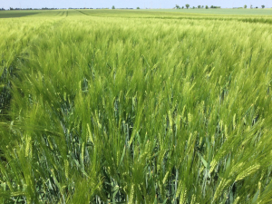 În contextul schimbărilor climatice, respectarea tehnologiei la orzul hibrid este importantă