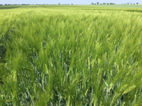 În contextul schimbărilor climatice, respectarea tehnologiei la orzul hibrid este importantă