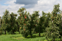 Modificări în domeniul de utilizare a două produse de protecția plantelor Syngenta