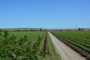 Sprijinul financiar pentru măsura de distilare a vinului în situaţii de criză, solicitat urgent de Clubul Viticultorilor Români