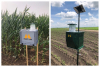 Aplicația ARC™ farm intelligence, un real ajutor în gestionarea dăunătorilor la cultura de porumb
