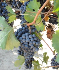 162 de soiuri de struguri pentru vin, permise în România