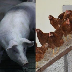 Măsura 14 „Bunăstarea animalelor”, APIA primește cereri de plată între 15 și 28 februarie 2022