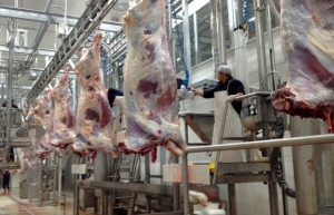 A crescut numărul de bovine abatorizate