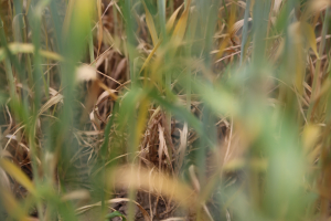 Asigurările agricole, pe agenda fermierilor dobrogeni