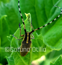 Dăunător nou la floarea-soarelui, Agapanthia dahli