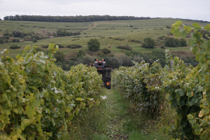 APIA plătește ajutorul excepțional de 875 lei/ha, acordat viticultorilor și pomicultorilor