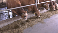 Ajutor de stat pentru sectorul creșterii animalelor, prelungit cu 6 luni