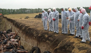 Pesta porcină africană se extinde pe teritoriul României
