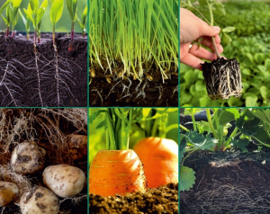 Biocontrol și smart farming