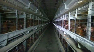 UCPR îi răspunde portavocii Animals Internațional