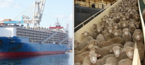 Revine exportul de ovine și bovine către Orientul Mijlociu. Putem vinde chiar și în cazul apariției focarelor de boala limbii albastre