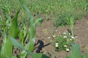 De ce trebuie redus gradul de îmburuienare din culturile agricole