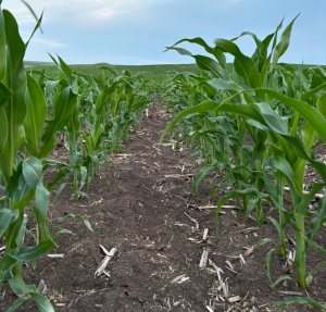 Protecția plantelor, componentă importantă pentru o agricultură performantă
