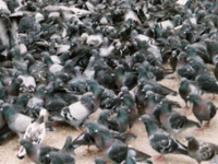 Coccidioza (Eimerioza) porumbeilor - o boală condiţionat patogenă