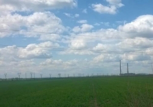 Dezastru pentru fermierii botoșăneni. Rapița este problema