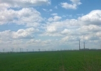 Dezastru pentru fermierii botoșăneni. Rapița este problema