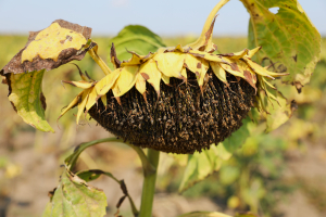 AFIR: Din 12 august 2024, fermierii pot solicita rambursarea primelor de asigurare a culturilor, a animalelor și a plantelor