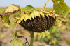 AFIR: Din 12 august 2024, fermierii pot solicita rambursarea primelor de asigurare a culturilor, a animalelor și a plantelor