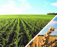 Protecția cerealelor începe din T1. Verben™, noul fungicid lansat în acest an de Corteva Agriscience