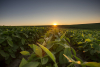Corteva Catalyst, noua platformă de investiții și parteneriate care va accelera inovațiile în domeniul agro-tehnologiei pentru următoarea generație