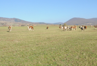 Ajutorul de stat în sectorul creșterii animalelor pentru 2025
