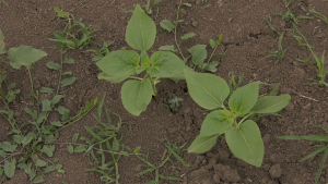 Bani europeni pentru gestionarea riscurilor din agricultură