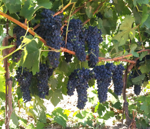 Produsele biologice, calea directă spre creșterea productivității prin activarea mecanismelor naturale ale plantelor