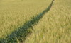 Sănătatea culturilor agricole, protejată și întărită cu ajutorul tehnologiilor de vârf