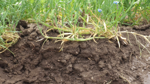 Structura, factor determinant al fertilității solului