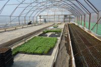 Crește subvenția pentru cultivatorii de legume în spații protejate