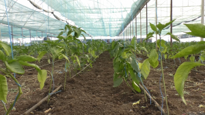 4.000 euro/cultură pentru producătorii de legume în spații protejate
