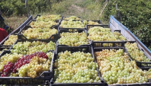 Strugurii produși în Vrancea au o calitate superioară în 2019