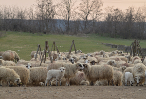 Deblocarea urgentă a exporturilor de ovine și caprine, dar și sprijin financiar pentru fermierii afectați. Solicitările și soluțiile propuse de Uniunea Oierilor